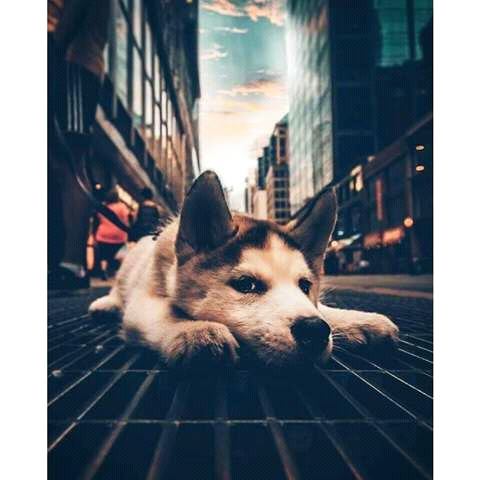 ﻋﻴﺪ ﻣﻴﻼﺩ