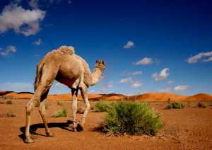 Vacances de printemps à BENI ABBES ET Taghit