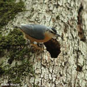 Algérie - Sittelle kabyle: nouveaux éléments sur sa biologie et zones de présence
