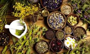 Plantes médicinales: inscriptions pour des formations qualifiantes au profit d’investisseurs à partir de février