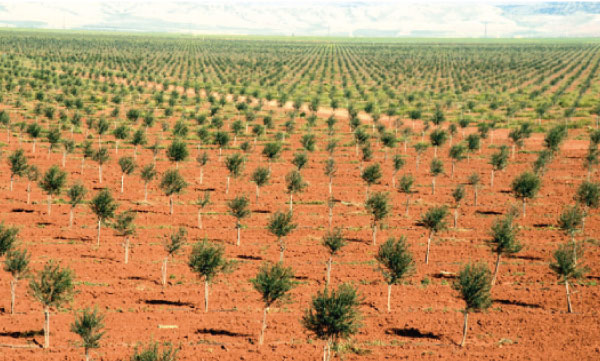 Maghreb - Tunisie: Quatre millions d’oliviers plantés en 2017