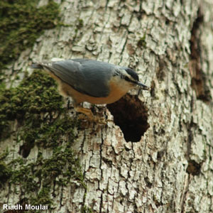 Algérie - Sittelle kabyle: nouveaux éléments sur sa biologie et zones de présence