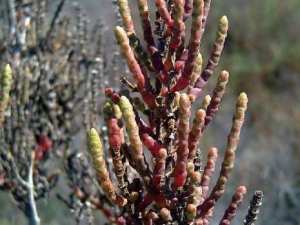Algérie - Macta: Menaces sur la biodiversité de la zone humide déjà classée