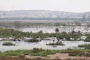 Sortie découverte des Zones Humides!