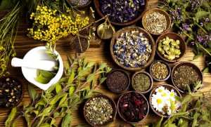 Plantes médicinales: inscriptions pour des formations qualifiantes au profit d’investisseurs à partir de février