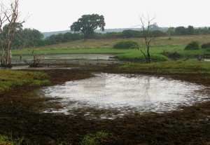 Planète - Martha Rojas Urrego, SG de la Convention de Ramsar:  Les zones humides sont sources de multiples avantages économiques