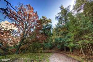 Randonnée des cèdres a theniet el had avec dz hikers