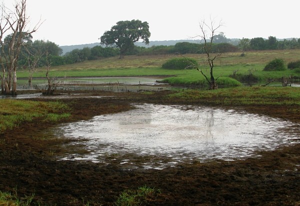 Planète - Martha Rojas Urrego, SG de la Convention de Ramsar: 