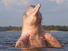 Planète - Colombie: Le lac Tarapoto connu pour ses dauphins roses devient une zone protégée