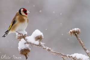 التجمع الدولي لأصدقاء الحسون‏