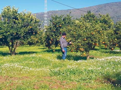 Bouira -  L’agrumiculture en régression