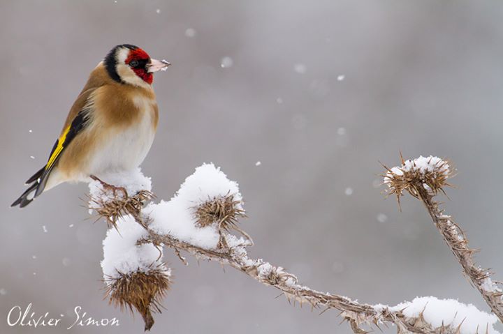 التجمع الدولي لأصدقاء الحسون‏