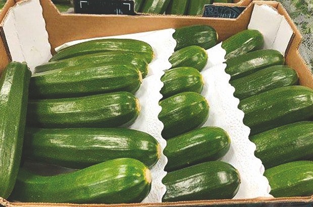 Son complexe assure la production maraîchère par géothermie à Touggourt:  L’Onid trace… le sillon de l’innovation agricole