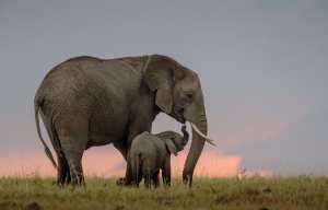 Planète - Nantes: Les Machines de l'île s'engagent pour la sauvegarde des (vrais) éléphants