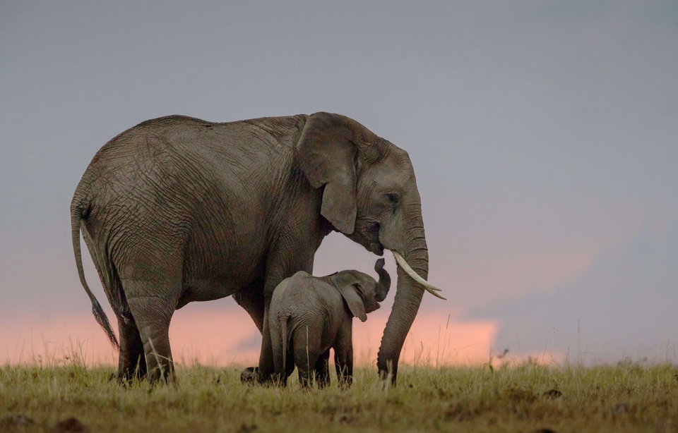 Planète - Nantes: Les Machines de l'île s'engagent pour la sauvegarde des (vrais) éléphants