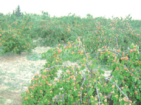 وفرة المنتوج المشمش تخلف أزمة تسويق بباتنة