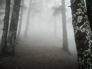 Randonnée vers La forêt noir Chréa avec dz hikers