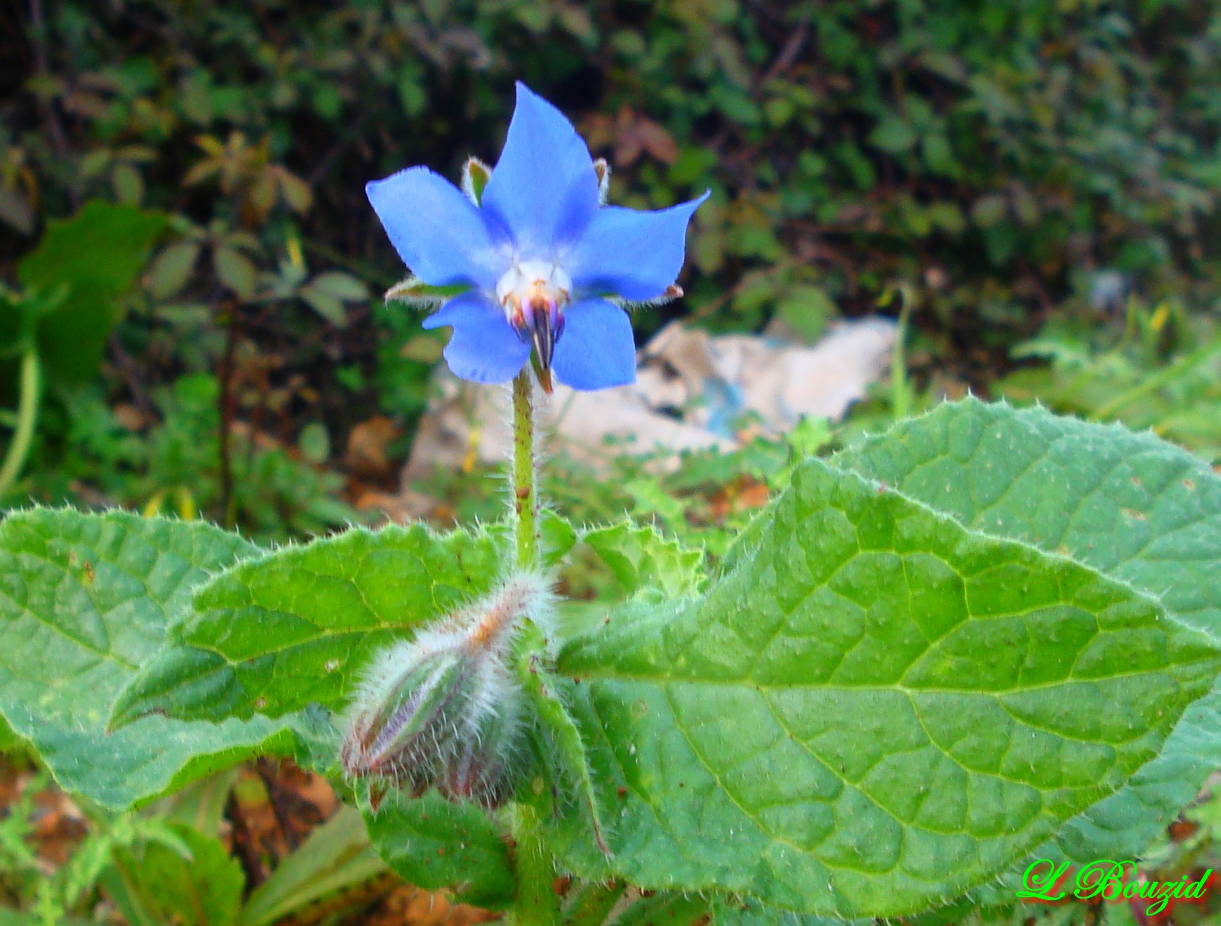 La bourrache (harcha)