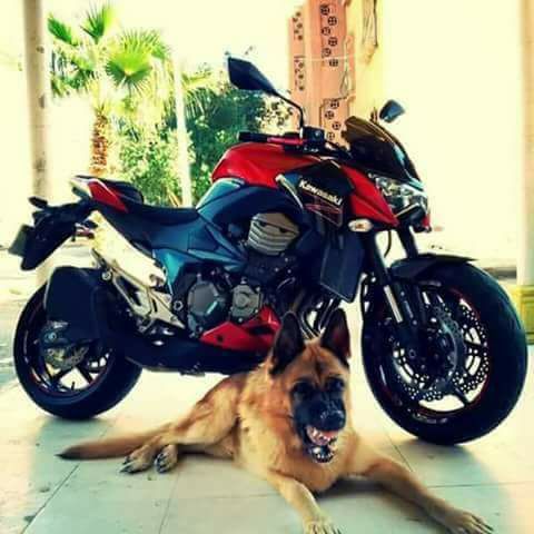 مولد النبوي الشريف