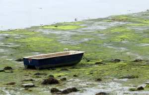 Planète - Algues vertes: L’Etat devra verser plus de 500.000 euros à l’agglomération de Saint-Brieuc (France)