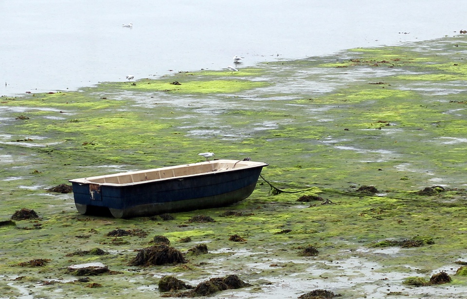 Planète - Algues vertes: L’Etat devra verser plus de 500.000 euros à l’agglomération de Saint-Brieuc (France)
