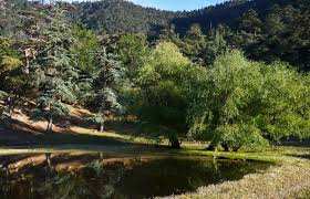 Algérie - L’APPEL EST DE LA DG DES FORETS:  72.000 hectares et 43 forêts récréatives attendent des investisseurs