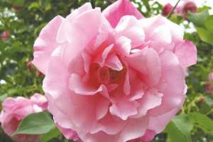 Touggourt -  La rose replantée au jardin El-Mourabitoune