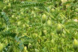 Zenata (Tlemcen) -  Le pois chiche veut ratisser large