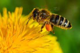 Planète - Appelez l'UE à mettre fin au massacre des abeilles