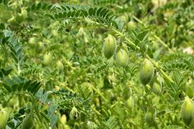 Zenata (Tlemcen) -  Le pois chiche veut ratisser large