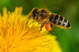 Planète - Appelez l'UE à mettre fin au massacre des abeilles