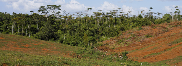 Planète - La Cour internationale de justice reconnaît le droit à réparation des dommages à l'environnement