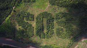 Planète - Indonésie: Un message d’alerte géant en pleine forêt de Sumatra