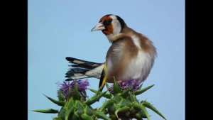 سوق العصافير سكيكدة