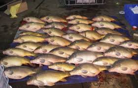 Maghreb - BÉCHAR: Exportation de plus de 17 tonnes de carpes d’élevage vers la Tunisie