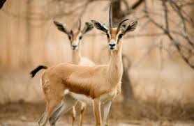NAÂMA -  Un nouveau lâcher de 400 gazelles et 1.000 outardes dans la nature