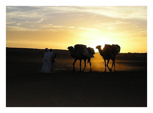 Le merveilleux du désert