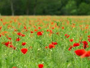 1e Colloque du Printemps blidéen de la poésie: Mihoubi salue l'organisation de cet évènement