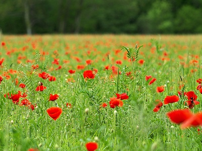 1e Colloque du Printemps blidéen de la poésie: Mihoubi salue l'organisation de cet évènement