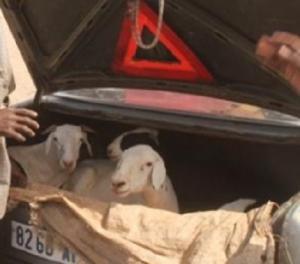 المضاربة تلهب أسعار كباش السيداون الإفريقية بتمنراست