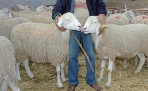 موالون بالأغواط يبيعون أضحية العيد بالتقسيط