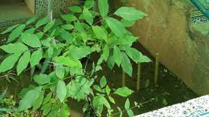 ACTION BÉNÉVOLAT POUR LA RESTORATION DU BOIS DE BOULOGNE !