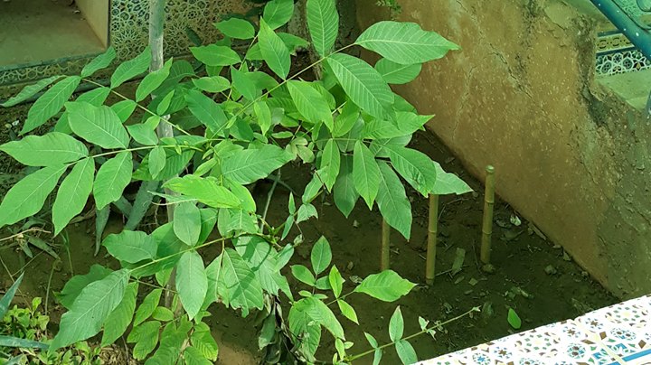 ACTION BÉNÉVOLAT POUR LA RESTORATION DU BOIS DE BOULOGNE !