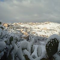 AMALOU SIDI AHMED BEN YAHIA (amalou sidi yahia)