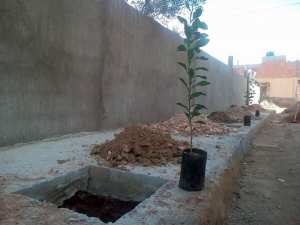 انطلاق الشطر الأول من حملة التشجير بحي بغداد