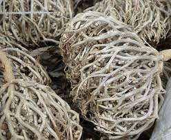 المخينزة  داء ودواء