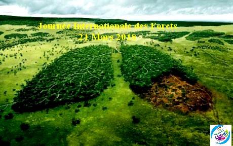 اليوم الدولي للغابات - Journée Internationale des Forets