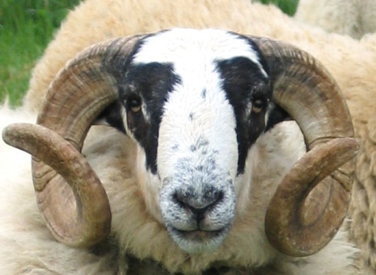 Un mouton vendu à Sétif contre 12,5 millions de centimes !