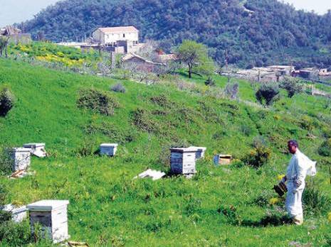 Wilaya de Boumerdès : des apiculteurs réclament des terrains pour leurs ruchers                                    Boumerdes : les autres articles