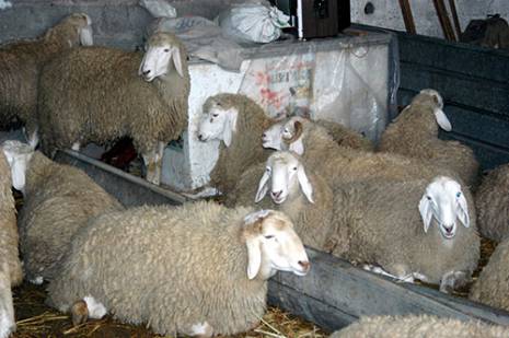 1000 moutons pour les orphelins                                    Blida : les autres articles